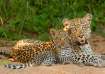 leopardess carrying a cub Representation image leopardess carrying a cub Representation image