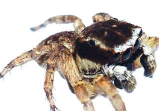 new spider species mumbai aarey milk colony new spider species mumbai aarey milk colony