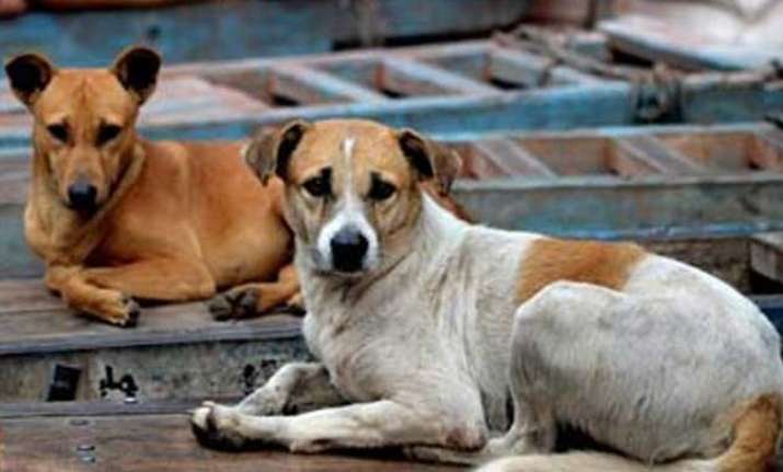 Delhi Police, Murder Mystery, Street Dog