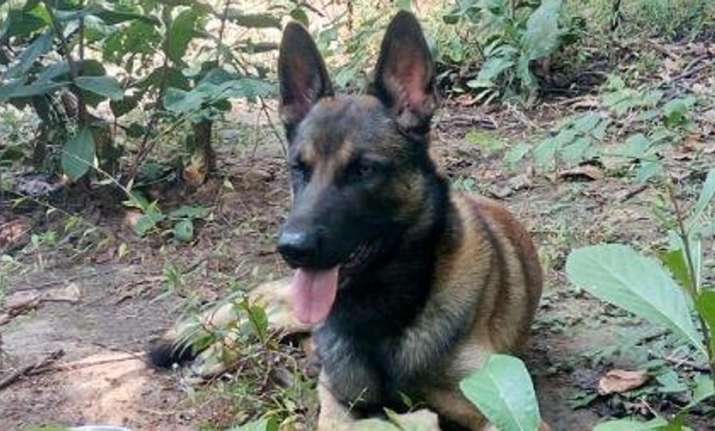 CRPF sniffer dog ‘Cracker’ dies in Maoist triggered IED