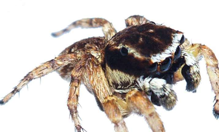 new spider species mumbai aarey milk colony