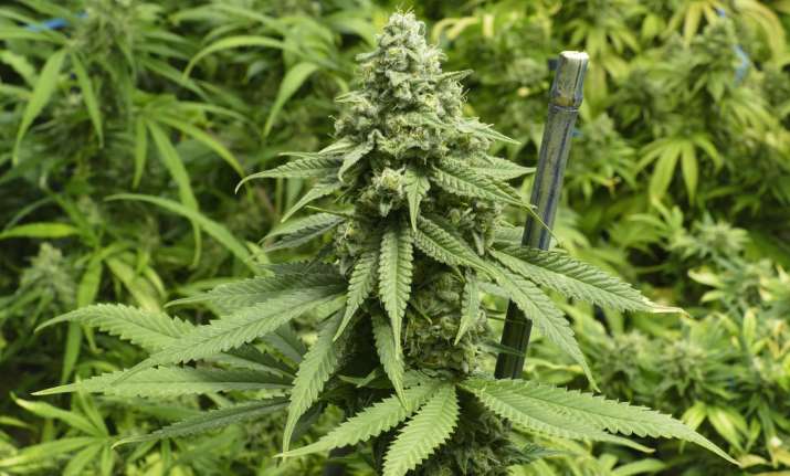 Australia, Recreational drug use, india tv