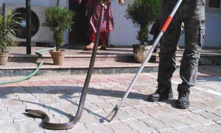 Cobra