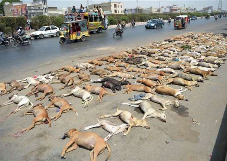 Locals kill dogs in retaliation after Kerala man bitten by stray dogs