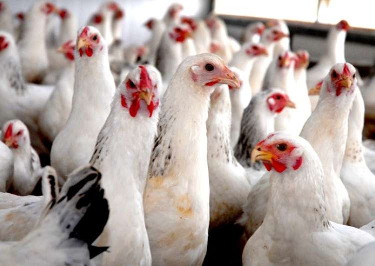 Indian poultry farms breeding antibiotic-resistant pathogens