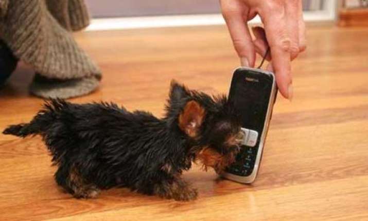 world s smallest dog smaller than a cellphone