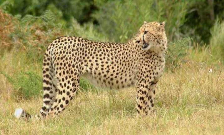 leopard strays into a house in palamu jharkhand