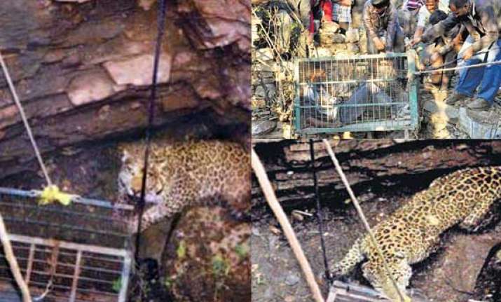 rajasthan wildlife officials trying to rescue trapped