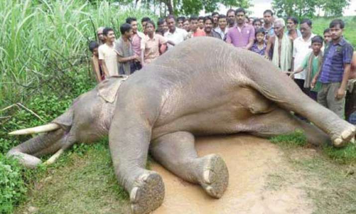 tusker dies in odisha