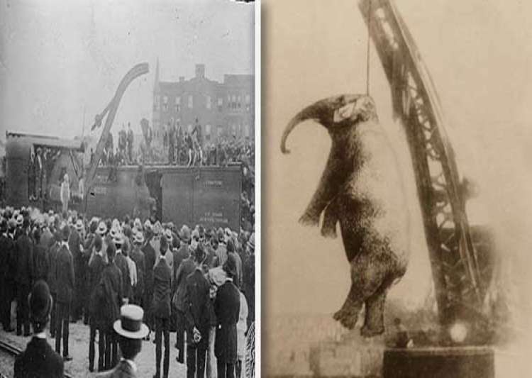 Chilling photo of an elephant in US being hanged to death
