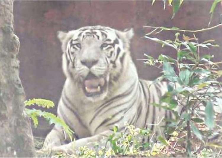 Rare white tiger dies in Odisha's Nandan Kanan Zoo