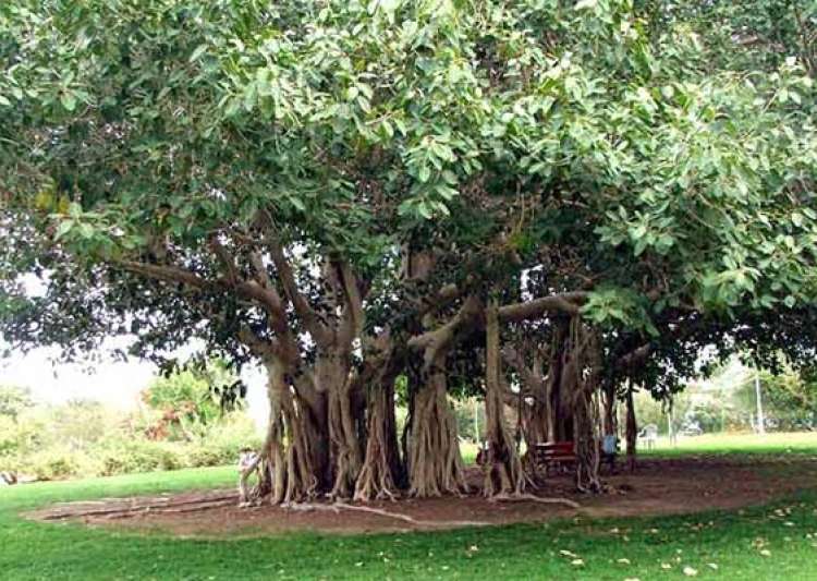 Vadodara corporation plants banyan, fig trees, names it Oxygen Park