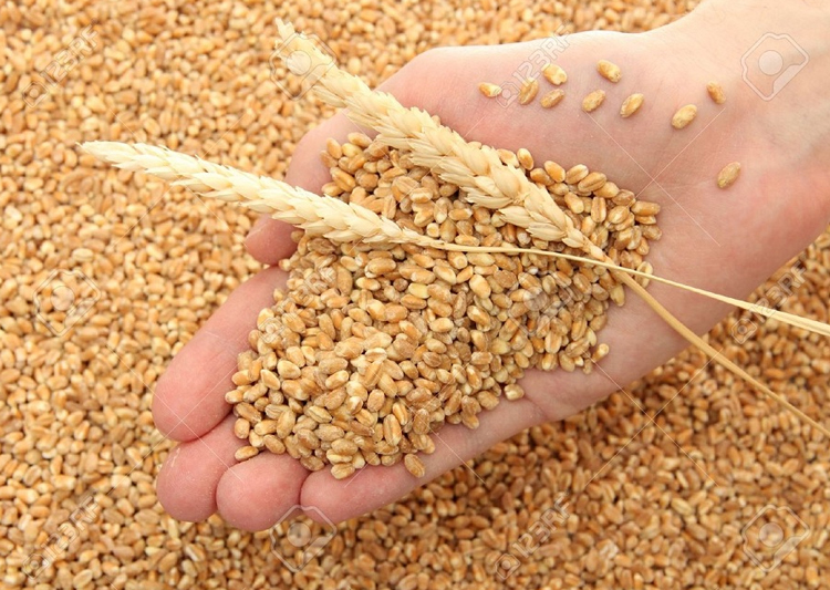 Govt Agencies May Miss This Years 33 MT Wheat Procurement Target