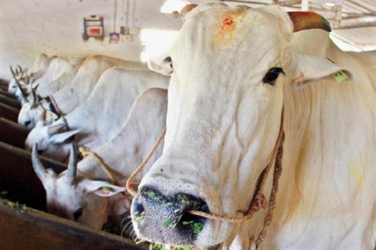 Cow Vigilantism SC Says Nobody Can Wash Off Their Hands Asks States