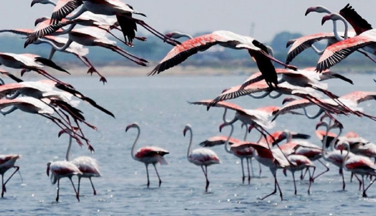 Odisha Bhitarkanika Migratory Birds India TV