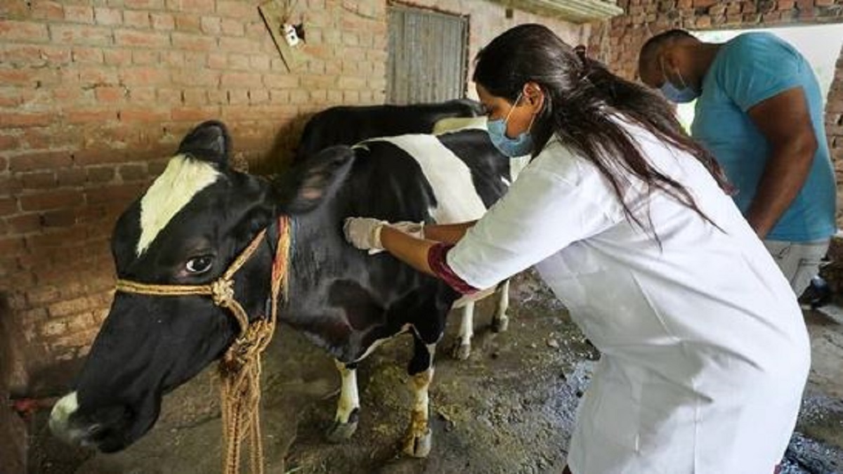 Lumpy Skin Disease Delhi Govt To Procure 60 000 Doses Of Goat Pox