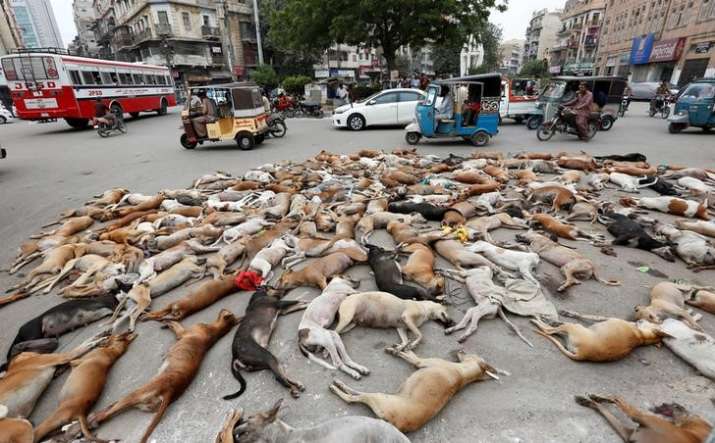 pakistan-hundreds-of-stray-dogs-poisoned-in-karachi