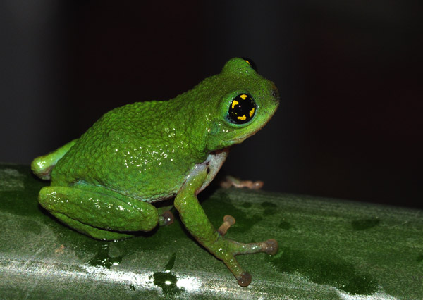 An Indian frog to help fight flu?