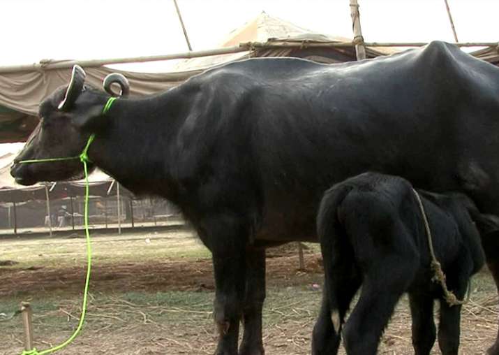 Buffaloes likely to be removed from 'no slaughter' list