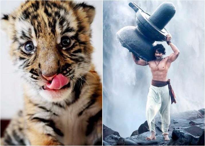 Baahubali born in Odisha