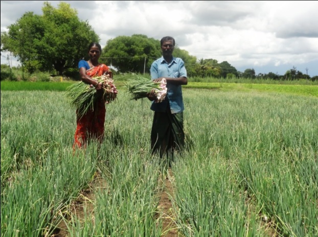 agriculture, farm loan waiver