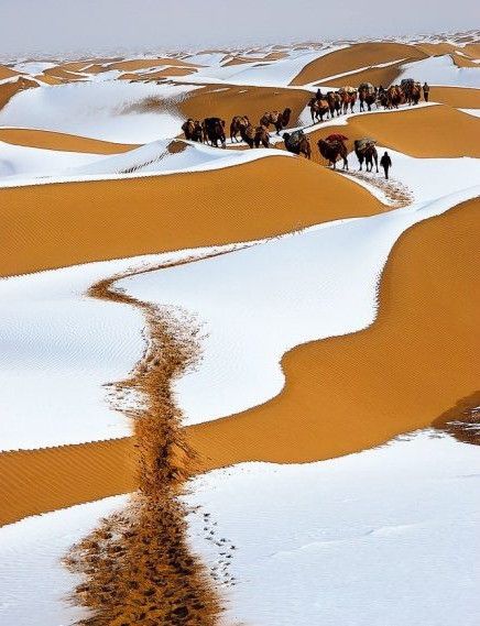 40 cm snow in sahara desert зурган илэрцүүд