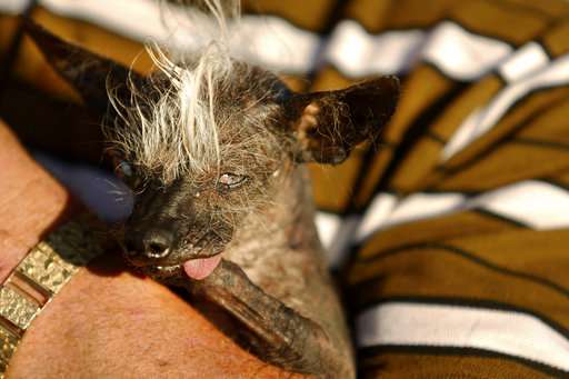Mastiff named Martha wins world's ugliest dog contest