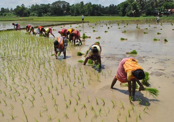 Poor Monsoon Hits Paddy Sowing In Bihar India News India Tv