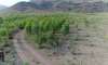 Tripura, Mizoram afforestation plan  