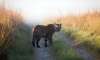 Corbett Tiger Reserve