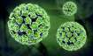 What is Nipah Virus? All about causes, symptoms and
