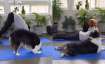 Dog perfectly mimics owner doing yoga