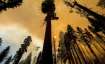 California wildfire, wildfire, thousands trees, trees to be removed, latest international news updat