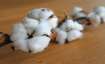 Centre waives off customs duty, customs duty on cotton imports, September 30, Central Board of Indir
