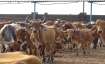 Assam, Nine held for cattle smuggling in assam, seven vehicles seized in Nagaon district, latest nat