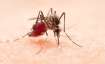 dengue prevention tips