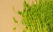 7 benefits of mustard greens in winters
