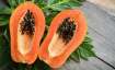 Papaya leaves and seeds