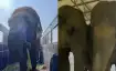 Elephants to receive lifelong care and support at Vantara
