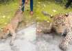 leopard fights for life viral video