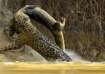 Leopard dives into a pond to hunt a giant crocodile