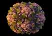 New York, Polio fears rise in new york amid possible community spread, polio latest updates, polio d