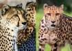 Cheetah: Big cat family is sprinting towards India