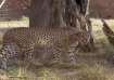 Cheetahs, Kuno National Park, Cheetahs in Kuno National Park, Cheetahs in kuno, Cheetahs in india, K