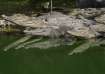 Farmer in Cambodia eaten alive after 40 Crocodiles rip him