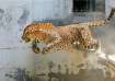 Leopards often enter residential areas which causes
