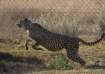 Govt panel is wary of Cheetah's death