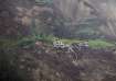 Indian Army, landslide, Tawang