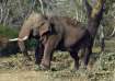 Second dead elephant found in Odisha