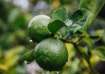 Discover the incredible hair benefits of guava leaves!